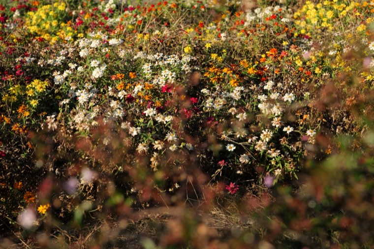 変換前の花壇の写真