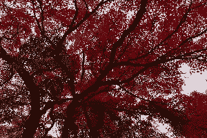 紅葉（4色）をドット絵に変換した結果