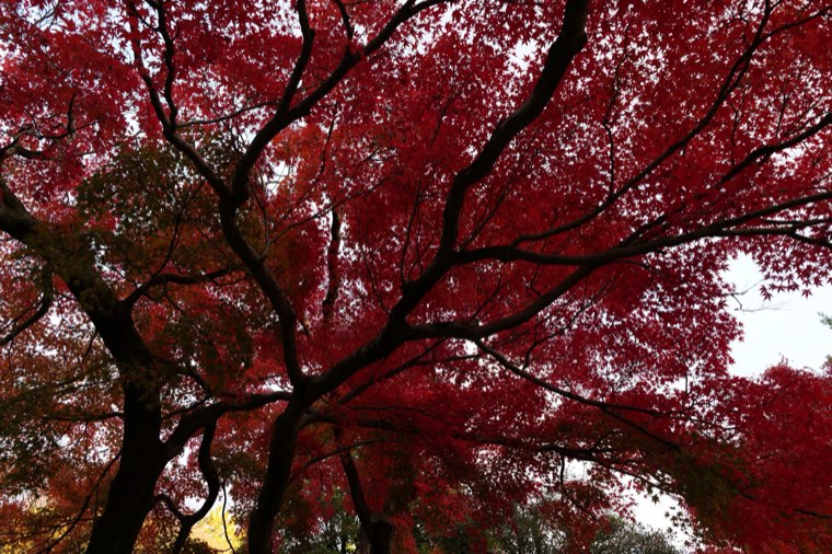 変換前の紅葉の写真